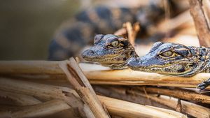 Prowlers of the Everglades's poster