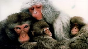 The Monkey Folk's poster