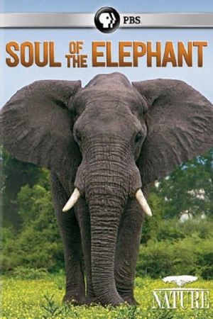 Soul of the Elephant's poster