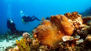 Great Barrier Reef: The Next Generation's poster