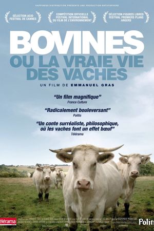 Bovines's poster