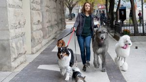 A Dog's Journey's poster