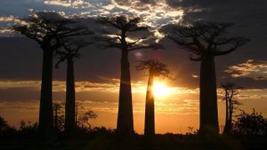Madagascar: Legends of Lemur Island's poster