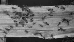 The Battle of the Ants's poster