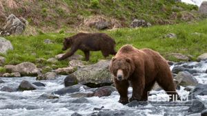 Kamchatka Bears. Life Begins's poster