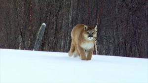 Cougar: On the Trail of the Ghost Cat's poster