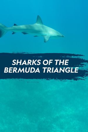 Sharks of the Bermuda Triangle's poster