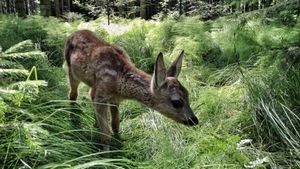 Heimat Natur's poster