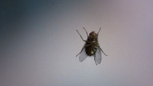 The Fly's poster