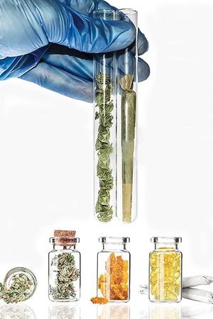 Cannabis Evolution's poster