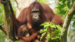 Red Ape: Saving the Orangutan's poster