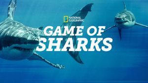 Game of Sharks's poster