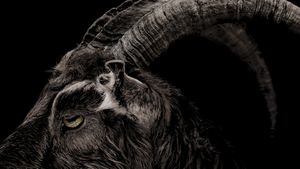 The Witch's poster