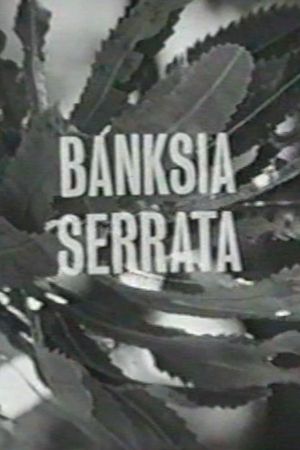 Banksia Serrata's poster