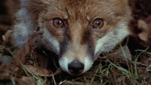 The Belstone Fox's poster