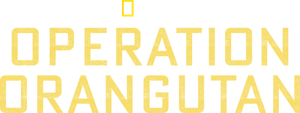 Operation Orangutan's poster