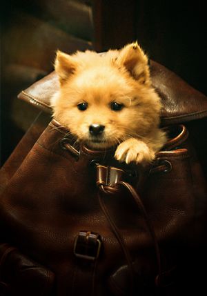 Hachiko's poster