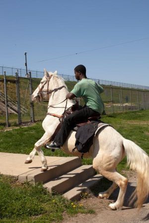 Horse Day's poster