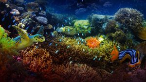 The Last Reef: Cities Beneath the Sea's poster