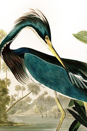 Birds of America's poster
