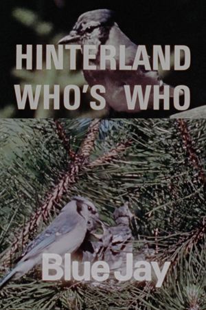 Hinterland Who's Who: Blue Jay's poster