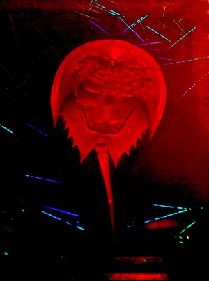 A Horseshoe Crab Story's poster