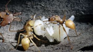 La Forêt des fourmis's poster