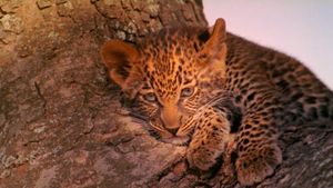The Leopard Son's poster