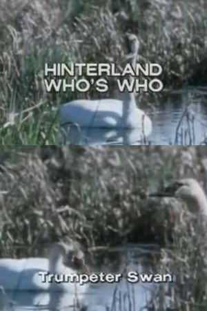 Hinterland Who's Who: Trumpeter Swan's poster
