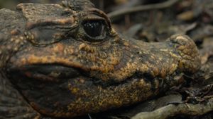 Cave Crocs of Gabon's poster