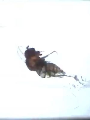 Fruit Flies's poster