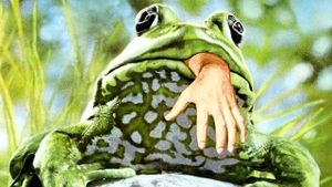 Frogs's poster