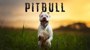 Pitbull's poster