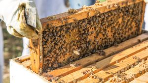 The Last Beekeeper's poster