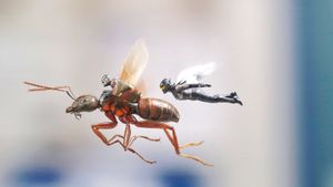 Ant-Man and the Wasp's poster