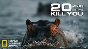 20 Animals That Will Kill You's poster