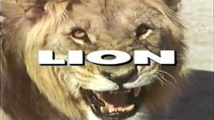 Predators of the Wild: Lion's poster