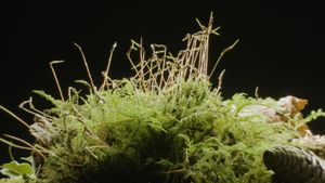 The Magical World of Moss's poster