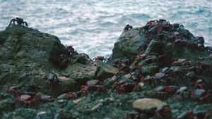 Island of the Hungry Ghosts's poster