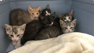 Crazy Cat Lady's poster