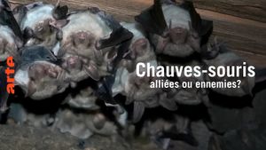 Chauve-souris: alliée ou ennemie?'s poster