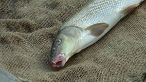 Golden Eels's poster