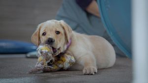 Pick of the Litter's poster