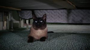 That Darn Cat!'s poster