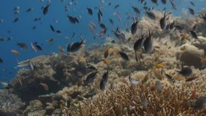 Ocean with David Attenborough's poster