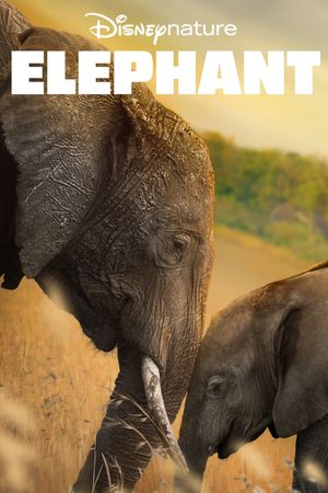 Elephant's poster