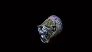 The Moon's Spell on the Great Barrier Reef's poster
