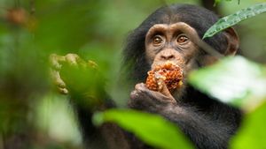 Chimpanzee's poster