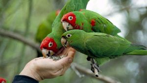 The Wild Parrots of Telegraph Hill's poster