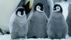 March of the Penguins's poster